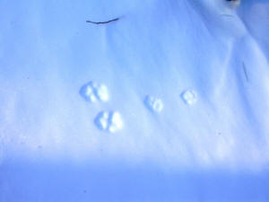 Animal Tracking Class