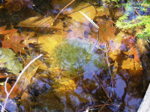 Vernal Pool Workshop