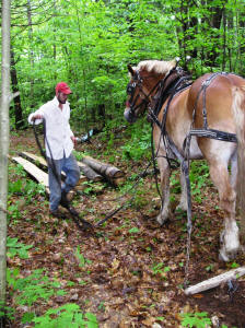 Horse Work Day 2006