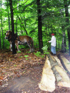 Horse Work Day 2006