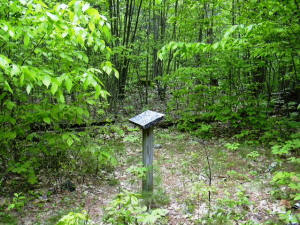 Mark's Meadow