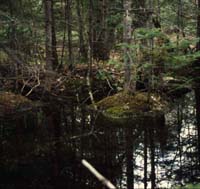 Vernal Pool